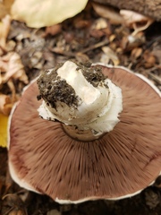 Agaricus bitorquis