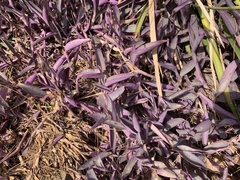 Tradescantia pallida