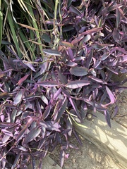 Tradescantia pallida