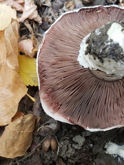 Agaricus bitorquis