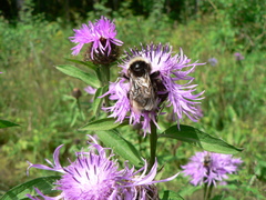 Bombus