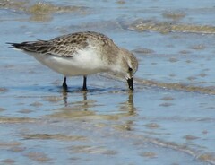 Calidris ruficollis