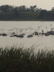 Pelecanus erythrorhynchos