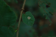 Phyllonorycter coryli