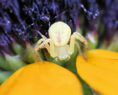 Misumena vatia