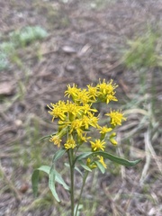 Solidago simplex
