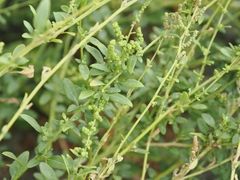 Chenopodium acuminatum