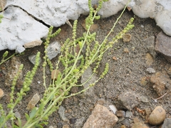 Chenopodium acuminatum