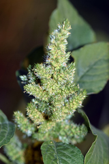 Amaranthus