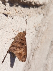 Thorybes dorantes dorantes