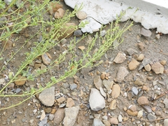 Chenopodium acuminatum