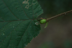 Phyllonorycter coryli