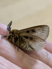 Anthela ocellata