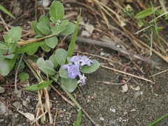 Vitex rotundifolia