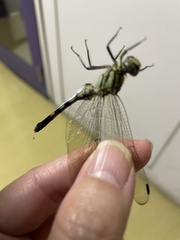 Orthetrum albistylum speciosum