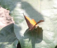 Eurytela dryope angulata