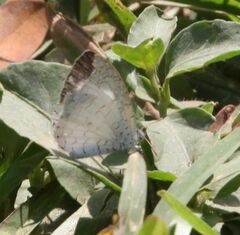 Spalgis lemolea lemolea