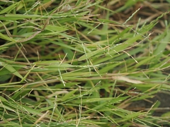 Urochloa subquadripara