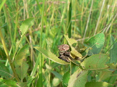 Carpocorini
