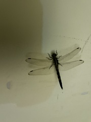 Orthetrum albistylum speciosum