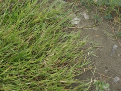 Urochloa subquadripara