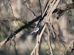 Melanodryas cucullata picata