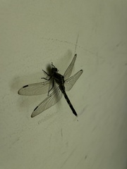 Orthetrum albistylum speciosum