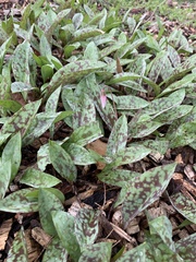 Erythronium albidum