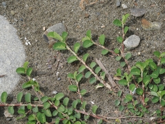 Alysicarpus ovalifolius