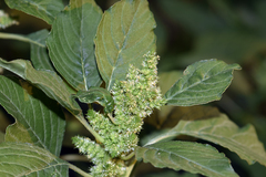 Amaranthus