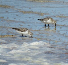 Calidris ruficollis