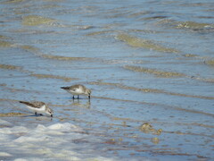 Calidris ruficollis