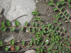 Alysicarpus ovalifolius