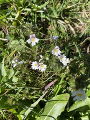 Euphrasia officinalis