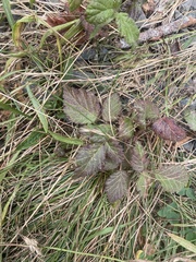Rubus ursinus