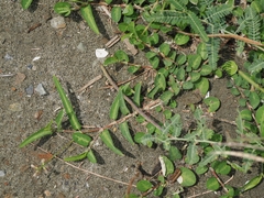 Alysicarpus ovalifolius