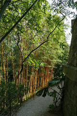 Phyllostachys sulphurea