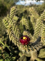 Cylindropuntia thurberi