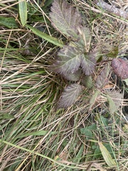 Rubus ursinus