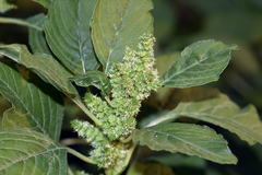 Amaranthus