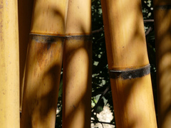 Phyllostachys sulphurea