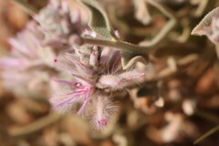 Ptilotus sessilifolius
