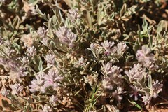 Ptilotus sessilifolius