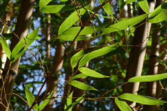 Phyllostachys sulphurea