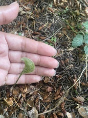 Claytonia perfoliata