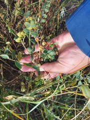 Corethrodendron fruticosum