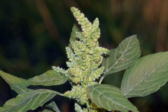 Amaranthus