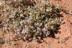 Ptilotus sessilifolius