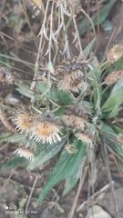 Carlina biebersteinii