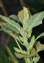 Amaranthus